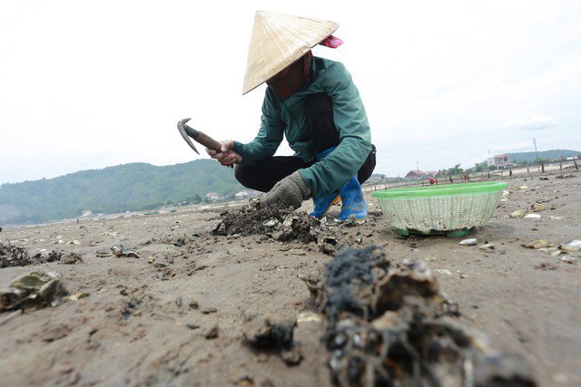 Việc đục hàu phụ thuộc vào con nước lên, xuống. Cứ sau mỗi lần thu hoạch 3-4 ngày, người dân lại tìm hàu để đục.