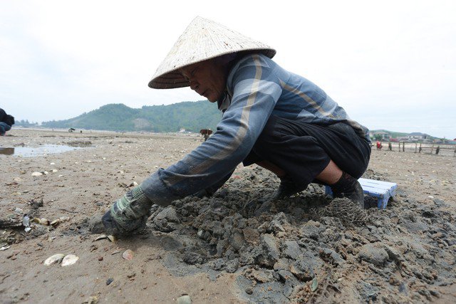 Cách đó không xa, bà Nguyễn Thị Châu (80 tuổi, ngụ xã Cẩm Lĩnh, huyện Cẩm Xuyên) cho biết ngoài đục hàu, nhiều phụ nữ ở làng biển này còn rủ nhau đi cào ngao và bắt ốc. Công việc này đòi hỏi người làm phải có sức khỏe tốt vì di chuyển nhiều, kéo nặng, chịu đựng thời tiết khắc nghiệt trong thời gian dài.