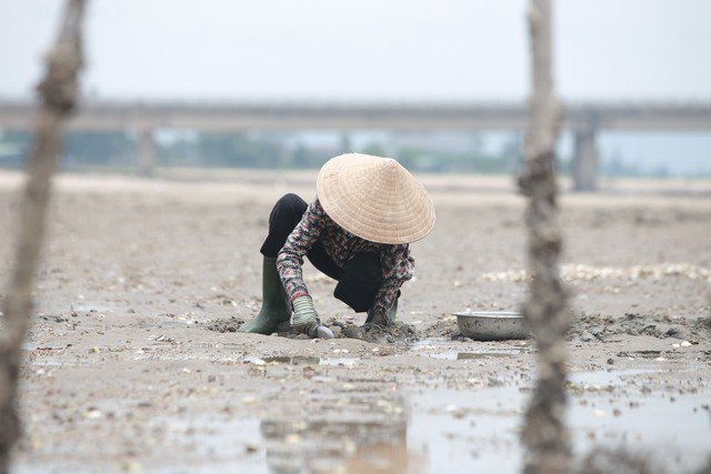 Dụng cụ để cào ngao là chiếc muỗng, liềm cũ... để dễ dàng đào bới làm cát mỏng mềm trên bãi biển.