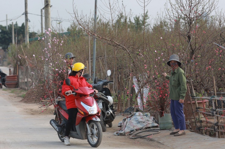 Đến với làng đào Nhật Tân, ngỡ như Tết đã đến.