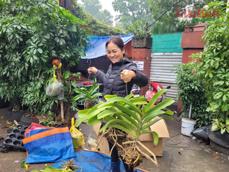 Chị Lành - một tiểu thương tại đường Hoàng Hoa Thám cho biết, những ngày này, rất nhiều người tiêu dùng Hà Nội tìm mua lan. Mặt hàng lan đắt khách nhất ở thời điểm này chính là lan nhú mầm, cây lan đã nhú nụ hoặc cành hoa lan có nhiều nụ hoa. Giá bán lan rẻ nhất là 90.000 đồng/chậu nhỏ là 1 cây 1 nhành hoa.