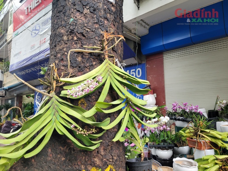 Lan giả hạc phi điệp, hay còn gọi là phi điệp tím được tiểu thương bày trên các gốc cây trên đường Hoàng Hoa Thám, với giá bán khởi điểm 130.000 đồng/cây. Tùy yêu cầu của khách hàng mà loại lan này sẽ được trồng trong giỏ hoặc ghép vào thân gỗ có sẵn.