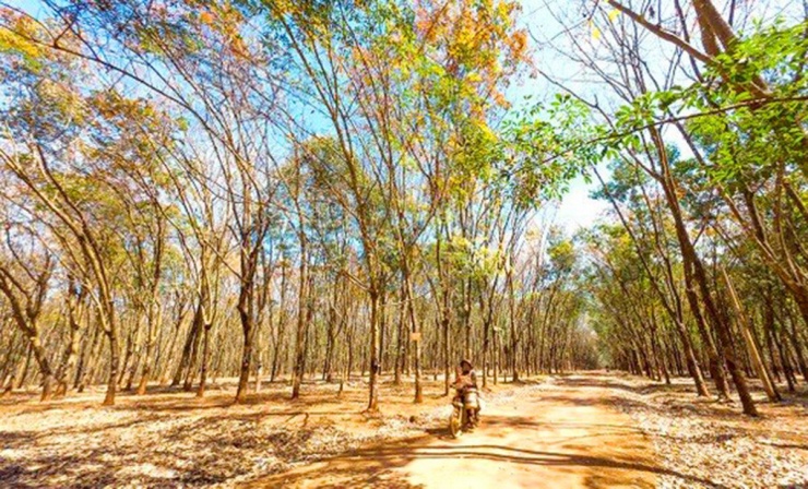 Mùa này, vườn cao su bắt đầu thay lá. Đây là mùa duy nhất trong năm cây cao su không được khai thác mủ để dưỡng sức cho vụ mùa mới.