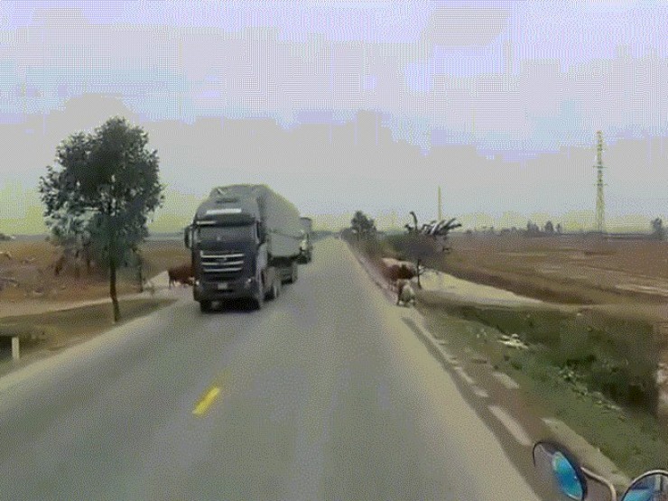Clip: Ô tô xử lý chủ quan đâm bay con bò chạy sang đường