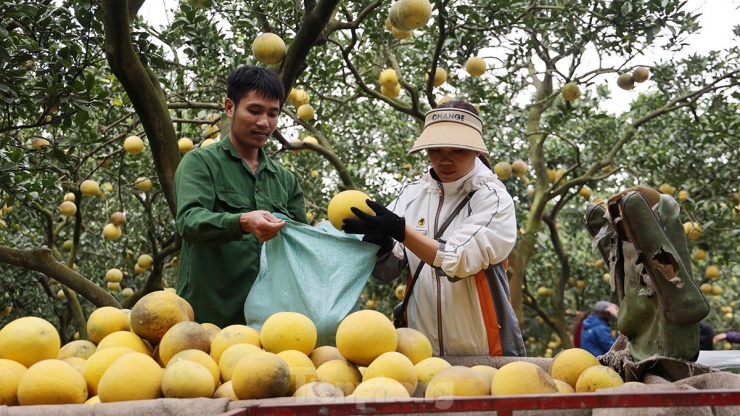 Năm nay giá bưởi Diễn có giá dao động từ 35.000 đến 40.000 đồng cho mỗi quả.