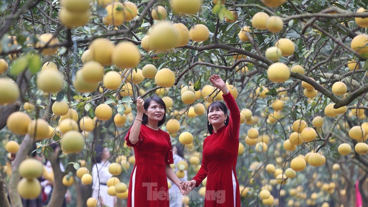 Tất bật thu hoạch giống bưởi đặc sản Thủ đô phục vụ Tết Nguyên đán - 11