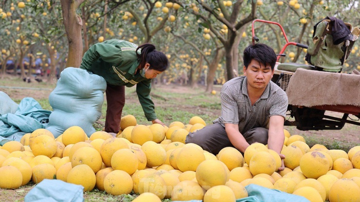 Nông dân làng Phúc Diễn tất bật thu hoạch bưởi phục vụ Tết Nguyên đán Giáp Thìn.