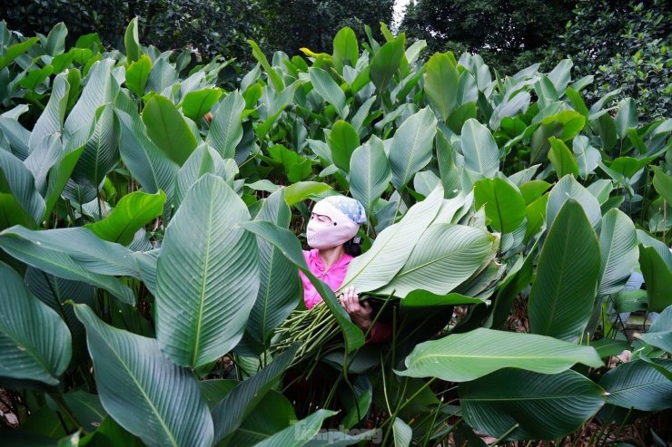 Thôn Tràng Cát (huyện Thanh Oai, Hà Nội) nằm ven sông Đáy, cách trung tâm Hà Nội khoảng 30 km. Nơi đây được coi là "thủ phủ" của nghề trồng lá dong gói bánh chưng truyền thống.