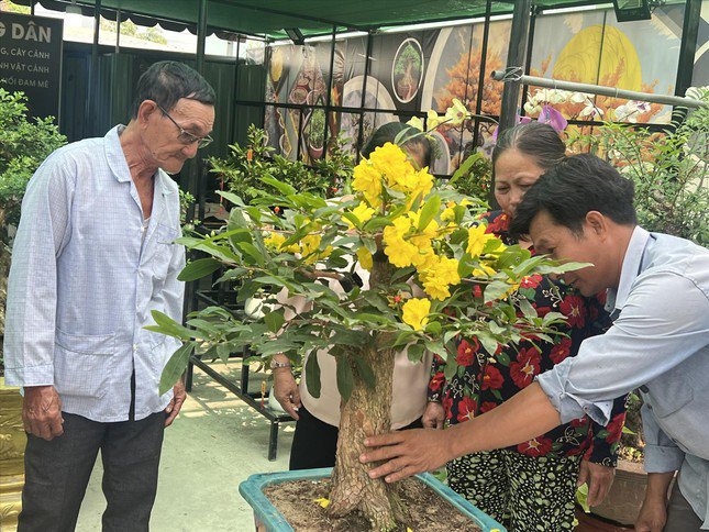 Mai siêu bông Bình Lợi hút khách săn tìm để chơi Tết. Ảnh: U.P