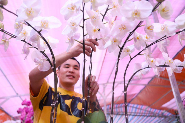 Từ TP Hồ Chí Minh, anh Đức Yên (35 tuổi) ra Nghệ An theo lời mời của chủ các cửa hàng kinh doanh hoa lan. Theo anh Yên, làm công việc này không thể rập khuôn, cứng nhắc mà phải luôn đổi mới, sáng tạo, phù hợp với yêu cầu thẩm mỹ ngày càng cao của khách hàng.