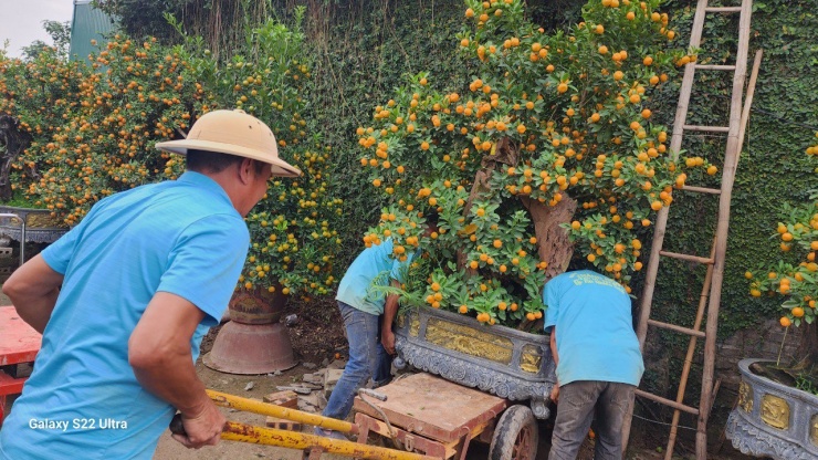 Các nhà vườn cho biết, quất bán chạy nhất là từ sau rằm tháng Chạp. Tuy nhiên, thời điểm này cũng đã có nhiều khách hàng đến Tứ Liên tham quan, chọn cây. Sau khi chọn mua, khách sẽ gửi nhà vườn chăm sóc, sát ngày quay lại vườn lấy về chưng Tết.