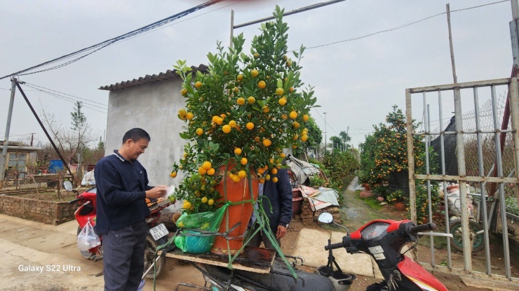 Các chủ vườn đánh giá, giá quất Tết năm nay cơ bản không tăng so với năm ngoái. Nguyên nhân một phần bởi kinh tế khó khăn.