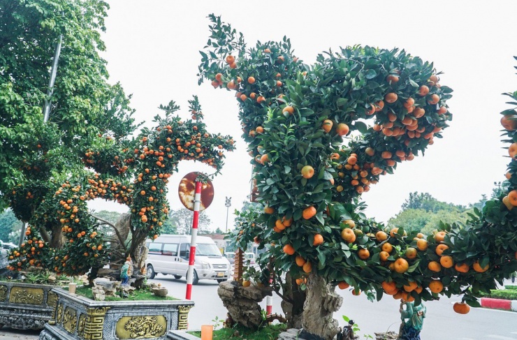 “Việc uốn cây thành hình rồng đã khó, nhưng tạo cho chúng có hồn càng khó hơn. Khi di chuyển cây, để không ảnh hưởng đến rễ và quả, tôi phải dùng xe cẩu vận chuyển rất nhẹ nhàng", anh Đức Anh chia sẻ thêm.