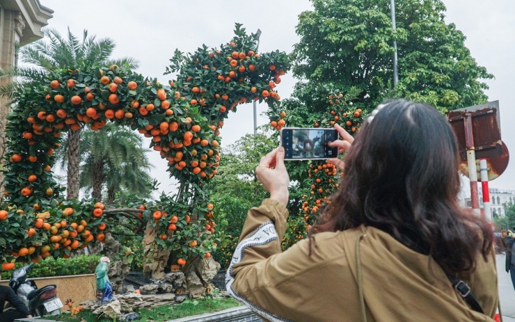 Hiện tại, cặp quất rồng đang được anh Đức Anh rao bán với giá hơn 250 triệu đồng. Không ít người đi đường phải dừng lại để chiêm ngưỡng, chụp ảnh cặp quất hình rồng này.