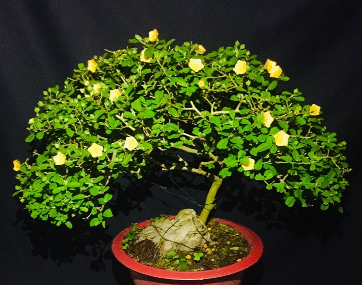 Trên thị trường, cây hoa ké bonsai có nhiều kích cỡ và kiểu dáng, giá từ vài trăm nghìn đến vài triệu đồng/chậu
