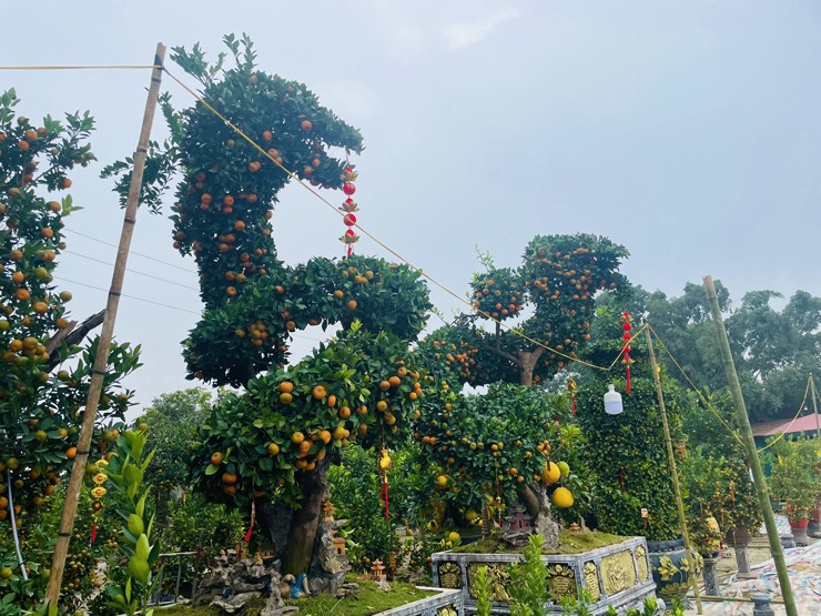 Mỗi cây quýt này có chiều cao khoảng 6 mét, thân dài khoảng 8 mét.