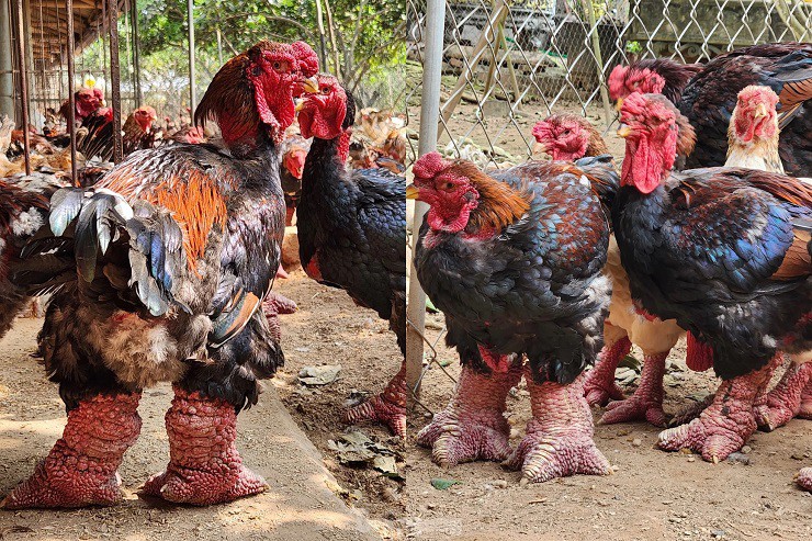 Gà Đông Tảo có vóc dáng cao, to, bệ vệ, đôi chân to gấp 2 đến 3 lần giống gà bình thường