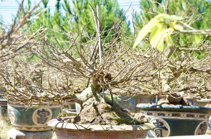 “Những cây mai có giá từ 15 triệu đồng trở lên, tôi cho thuê với giá trung bình khoảng 6 triệu đồng. Riêng với những cây mai đẹp, hàng chục năm tuổi có trị giá hàng trăm triệu đồng cho thuê với giá từ 15-30 triệu đồng/cây", ông Hoà cho hay.