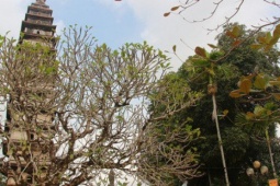 Du lịch - Kỳ lạ, những cây cổ thụ trong ngôi chùa 800 năm ở Nam Định vẫn xanh tươi Du lịch - Kỳ lạ, những cây cổ thụ trong ngôi chùa 800 năm ở Nam Định vẫn xanh tươi