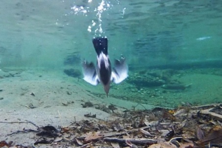 American Dipper: Loài chim dài 18 cm có kỹ năng bơi, lặn sâu 6 mét để săn mồi