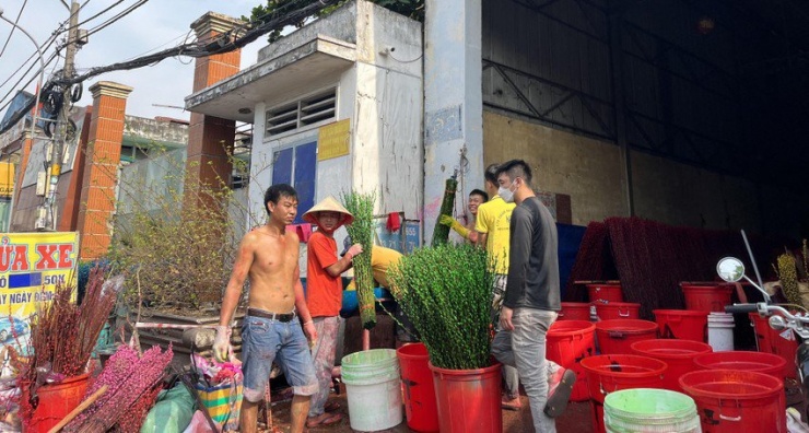 Hoa đào đang được nhuộm màu. Ảnh: TÚ UYÊN