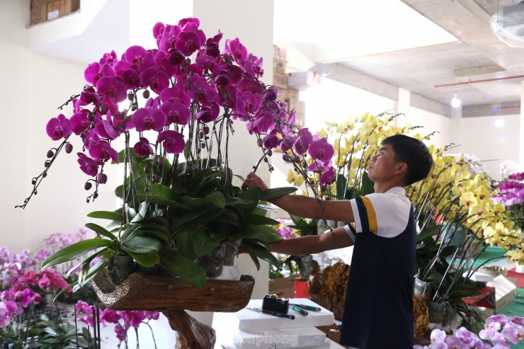 “Năm nay sản phẩm lan hồ điệp nằm gỗ lũa được nhiều khách hàng ưa chuộng. Thông thường khách chọn hoa trước rồi chọn chậu sau. Còn đối với sản phẩm này phải chọn lũa trước rồi mới chọn hoa sao cho phù hợp để thiết kế theo dáng của lũa”, chị Thủy Víc nói.