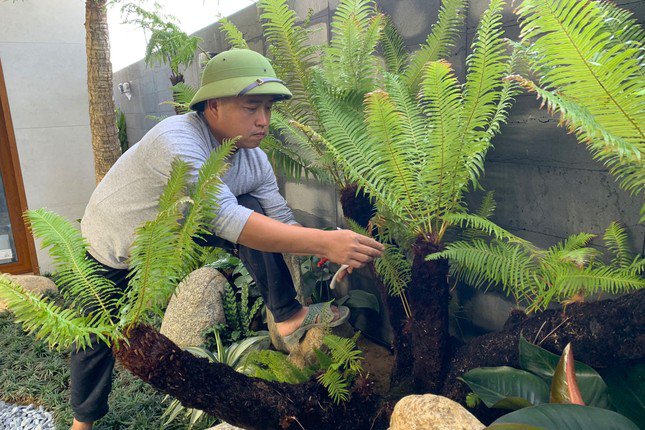 Anh Nguyễn Văn Ba, một người chuyên thiết kế công trình cây xanh ở TP Vinh, mấy năm gần đây, cây dương xỉ được nhiều người lựa chọn để trang trí sân vườn, tiểu cảnh. Dịp Tết, nhu cầu đặt làm tiểu cảnh với cây dương xỉ tăng cao. Thời điểm này, có nhiều khách đặt hàng nhưng anh Ba phải từ chối hoặc hẹn ra Tết làm.