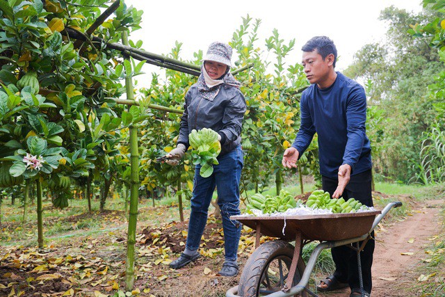 "Những quả này thường rất đắt, giá có thể lên đến vài triệu vì cả vườn may ra chỉ có 1 - 2 quả như vậy"- chị Tuyên nói thêm