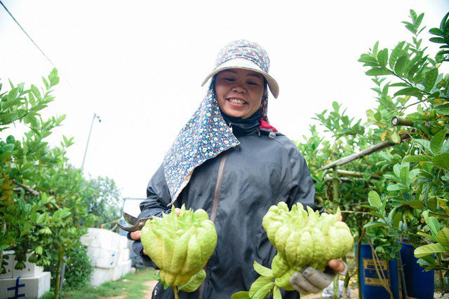 Người dân phấn khởi khi năm nay thời tiết thuận lợi nên cây đẹp, quả đẹp và đều quả