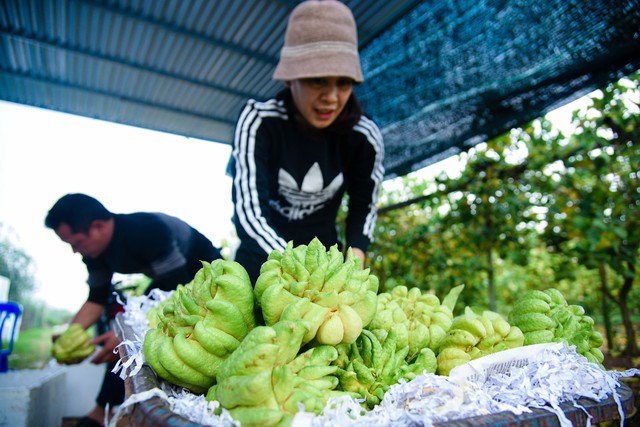 Ai cũng tất bật với công việc của mình, người đang tất bật cắt tỉa, người thu hái, đóng gói để phục vụ nhu cầu mua sắm của người dân dịp cuối năm