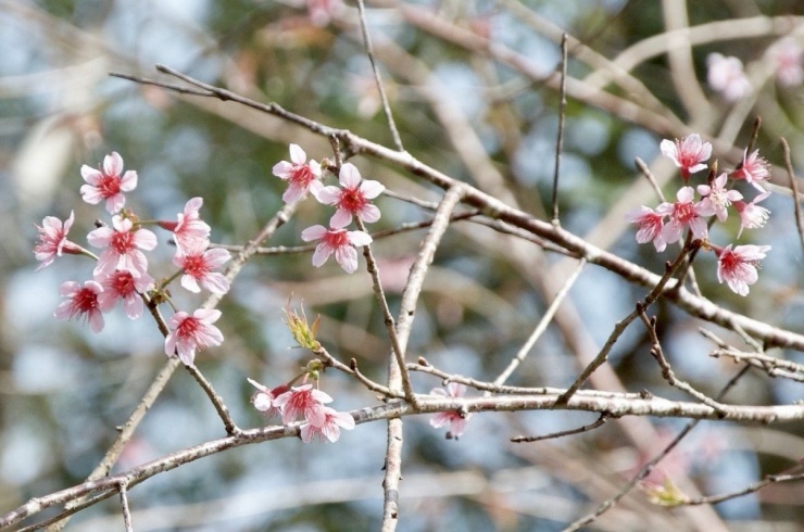 Những bông hoa đầu tiên nở tại Măng Đen. Ảnh: Thái Lâm.