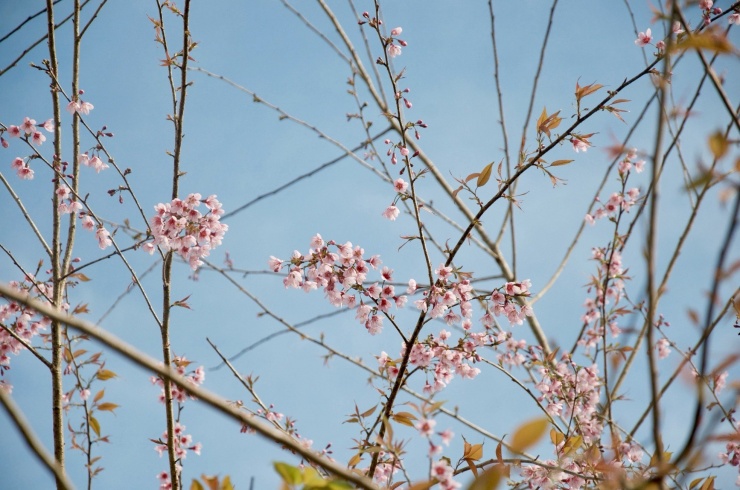Theo người dân, thời tiết mát mẻ, hoa đào sẽ giữ được sắc hồng tươi thắm gần một tháng. Măng Đen hứa hẹn một mùa hoa đào rực rỡ.