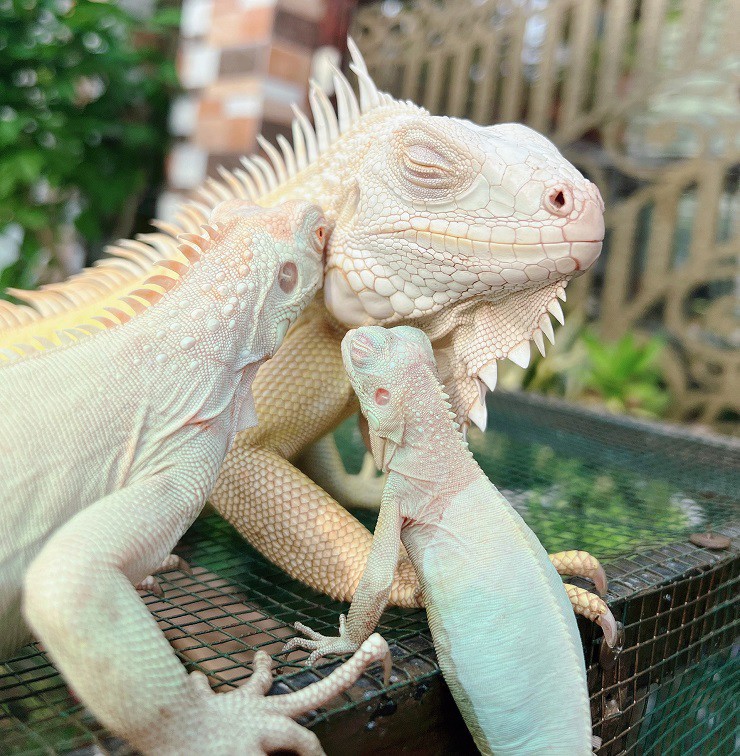 Rồng Nam Mỹ còn được gọi là Iguana, là một trong những loài bò sát cảnh thuộc loài kỳ nhông khổng lồ có nguồn gốc từ Nam Mỹ.
