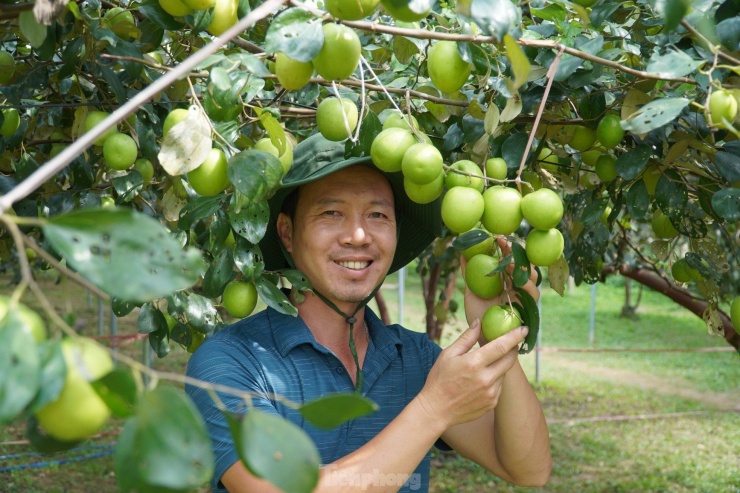 Anh Tính cho biết, để cây táo phát triển tốt, cho quả thu hoạch vào đúng dịp, từ giữa năm đã phải cắt tỉa các cành sâu và không cho quả đậu quá nhiều. Ngoài ra, anh còn quan tâm tới việc điều tiết nước, phòng tránh ruồi vàng...