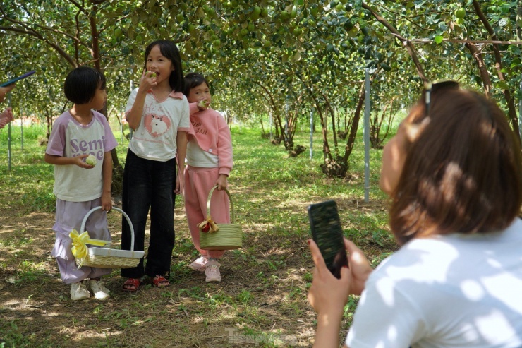 Khách đến tham quan, thưởng thức táo ngay tại vườn và ghi lại những bức ảnh đẹp bên cạnh vườn táo trĩu quả.