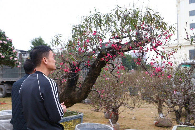 “Các gốc đào ở đây khoảng từ 30-50 năm tuổi, có nguồn gốc từ Lai Châu, Sơn La được mang về trồng, chủ yếu đến Tết đem ra cho thuê xong lại đem về chăm sóc chứ không bán thẳng”, anh Nguyễn Cường, chủ một điểm bán đào Tết trên Đại lộ Lê Nin, TP Vinh cho biết.