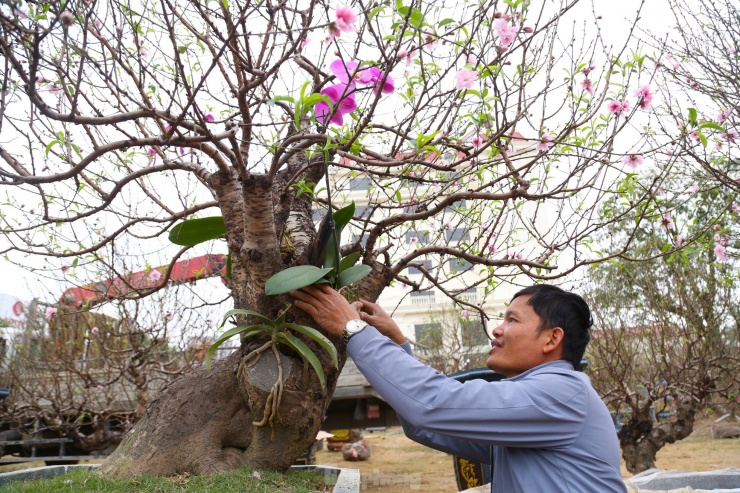 Một số chủ vườn trang trí hoa lan trên gốc đào, vừa tạo điểm nhấn, vừa tăng giá trị cho gốc đào.