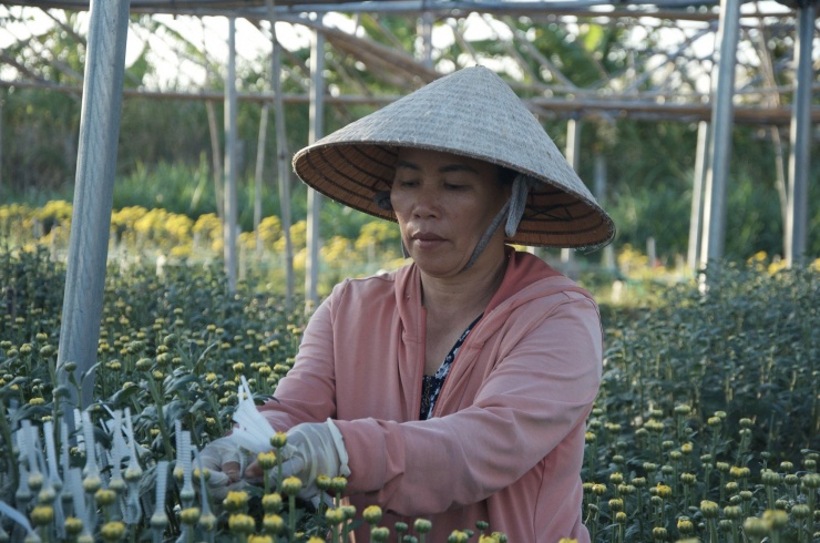 Cẩn thận luồn tay bọc lưới vào nụ hoa cúc, chị Võ Thị Sư (quê Bình Định) chia sẻ: “Mỗi dịp Tết đến, tôi đều bắt xe từ quê lên Kon Tum để làm công việc này. Trước ở nhà làm nội trợ, Tết đến lại chật vật về kinh tế quá nên quyết định tranh thủ trước Tết kiếm thêm ít tiền trang trải".