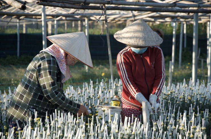 Nắng nóng khiến cả người ướt sũng, chị Lê Thị Đính (quê Phú Yên) vẫn miệt mài bọc từng lưới những nụ hoa cúc. Quẹt nhẹ giọt mồ hôi trên trán, chị tâm sự: "Cả năm mới có một mùa 'hốt bạc' nên ốm đau cũng phải kiên trì mà làm! Để đến Tết có vài triệu đồng về quê"