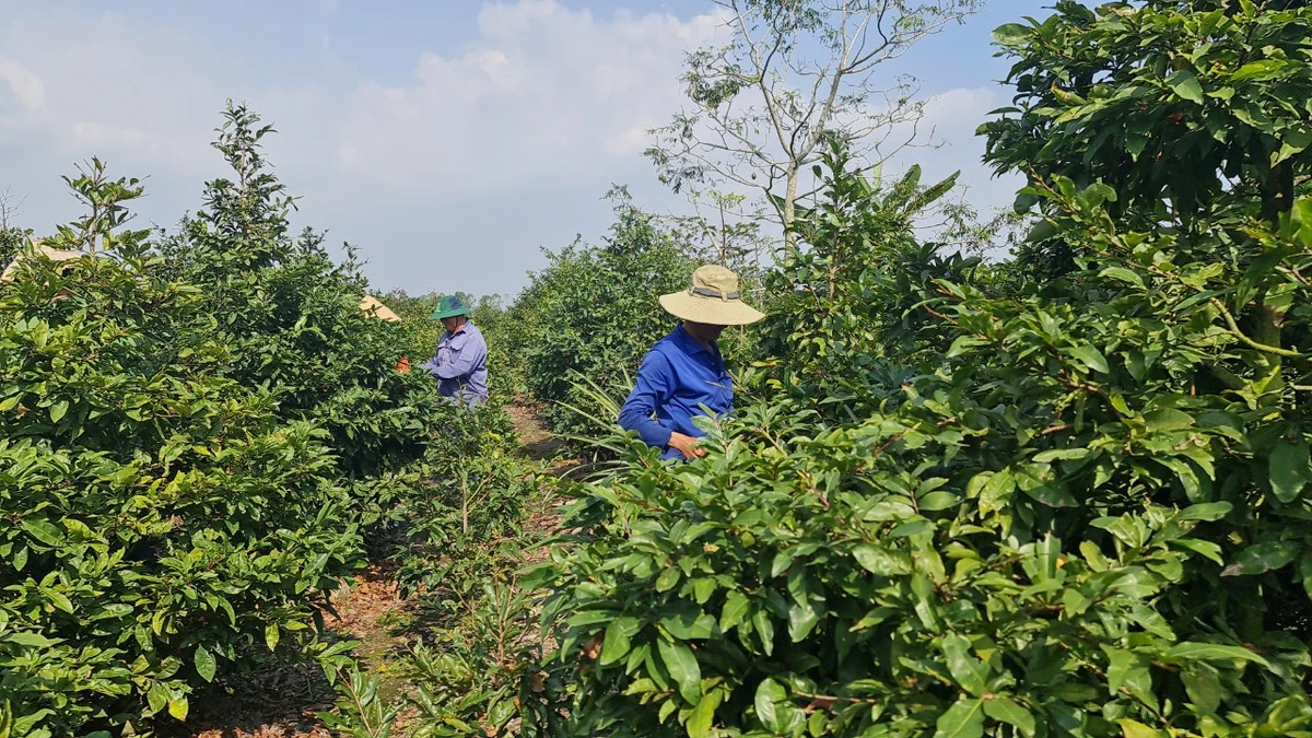 Làng mai Bình Lợi (huyện Bình Chánh, TP.HCM) có diện tích khoảng 600 ha.