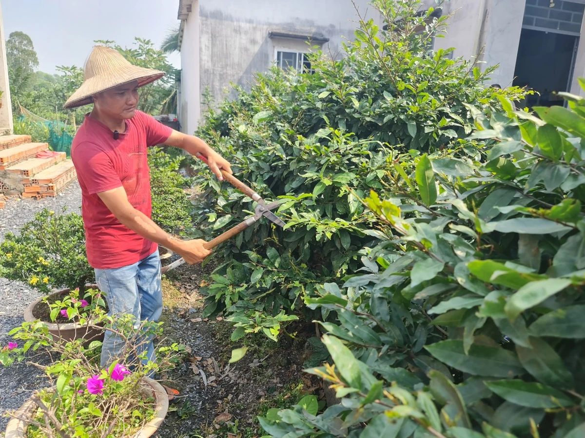 Anh Trần Tứ Trung (xã Tân Hòa, huyện Bến Lức, tỉnh Long An) chăm sóc vườn mai chuẩn bị bán tết.