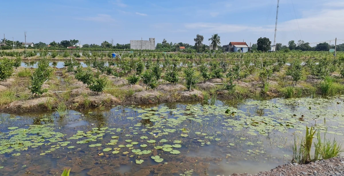 Có khoảng 500 ha với hơn 800 hộ trồng mai ở làng mai Tân Tây, huyện Thạnh Hóa, tỉnh Long An.