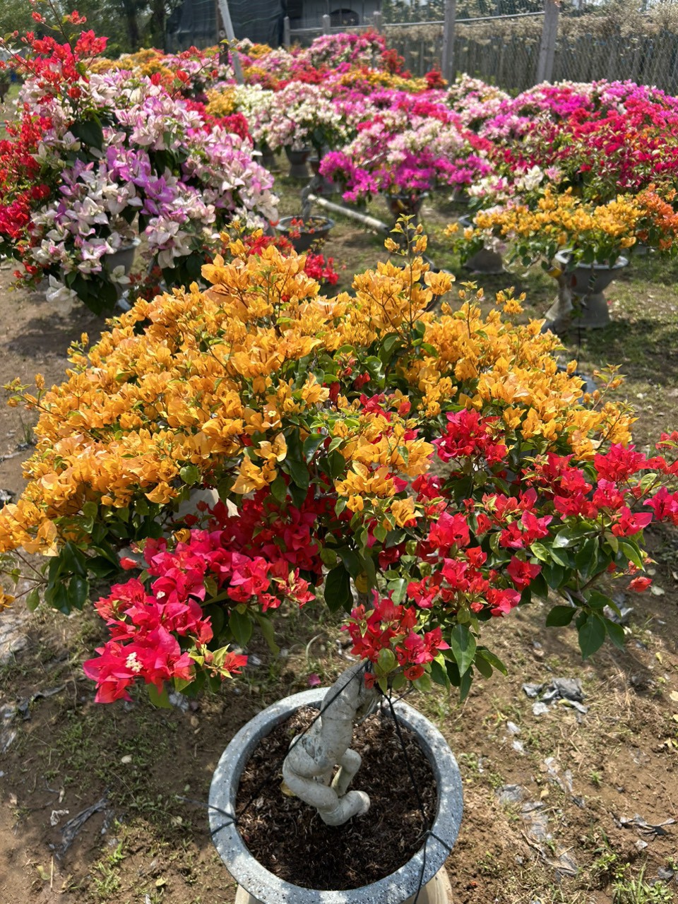 Những chậu hoa giấy nhiều màu sắc hút khách dịp Tết Nguyên đán.