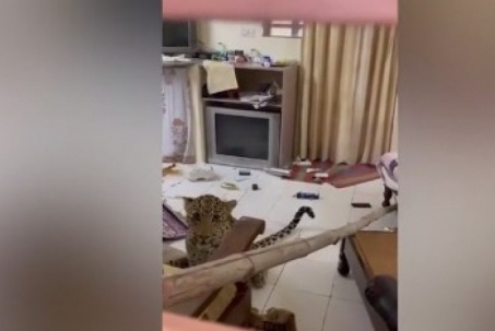 Video: Báo hoa mai cả gan đột nhập vào khách sạn, hung hăng tấn công người