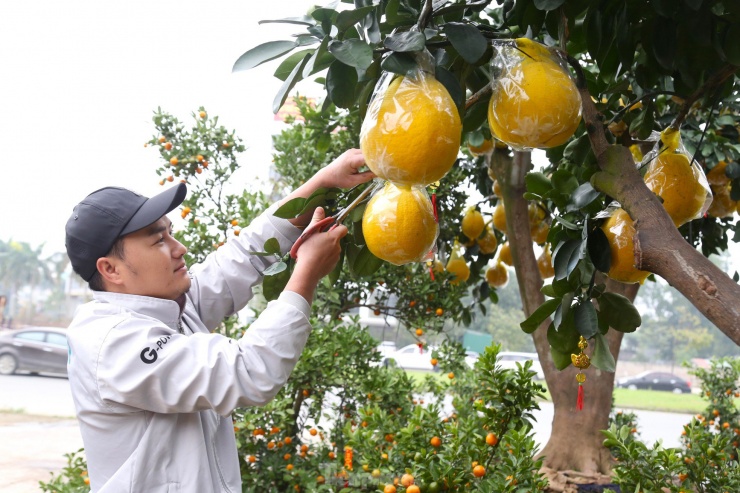 Năm nay, anh Võ Quốc Đức (trú TP Vinh) nhập về khoảng 100 cây bưởi Diễn bán Tết. Theo anh Đức, một cây bưởi đẹp cần phải hội tụ nhiều yếu tố, trong đó cần có cả hoa và quả, lá xanh.