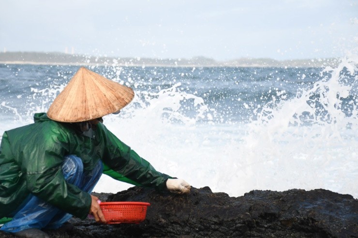 Những ngày cuối năm, bà con rủ nhau đi hái rong mứt về bán, kiếm tiền triệu mỗi ngày
