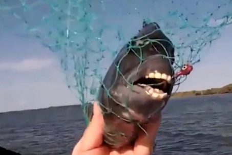 Loài cá kỳ lạ có hàm răng giống người, sẽ tấn công nếu bị khiêu khích