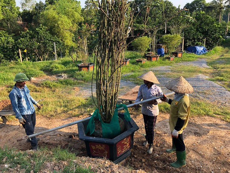 Vườn hồng của anh Hùng tạo công ăn việc làm cho từ 4-5 lao động địa phương.