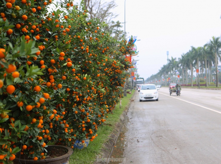 Thời điểm này, Hà Tĩnh vào đợt rét đỉnh điểm, nhiệt độ từ 11-13 độ C, khiến không khí tại con đường bán hoa Tết trước nhộn nhịp nay cũng trở nên trầm lắng.