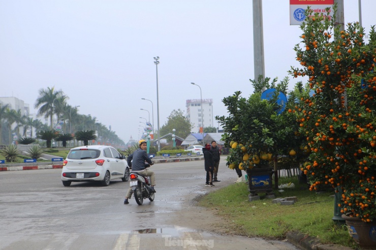 Ghi nhận tại đây, có hàng chục điểm bán cây cảnh, hoa mai, đào, bưởi diễn… để phục vụ thị trường dịp Tết.